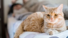 Miért a macska piszkos az ágyon?